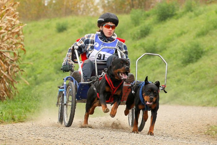 Dingo und Athena vom Türnleberg mit Katja Neuhaus