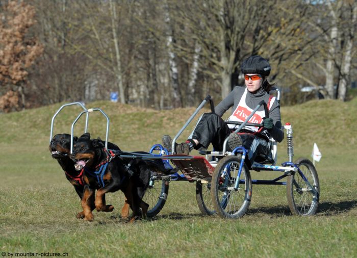 Dingo und Athena vom Türnleberg mit Katja Neuhaus